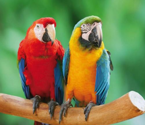 Chateaubriant Apartment | L'appartement des Perroquets