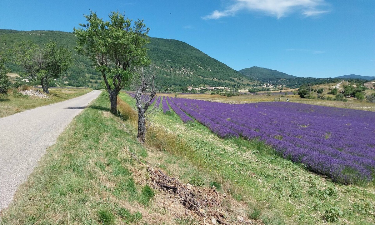 La Rochegiron Bed & Breakfast | l'olivier sur la place bed and breakfast