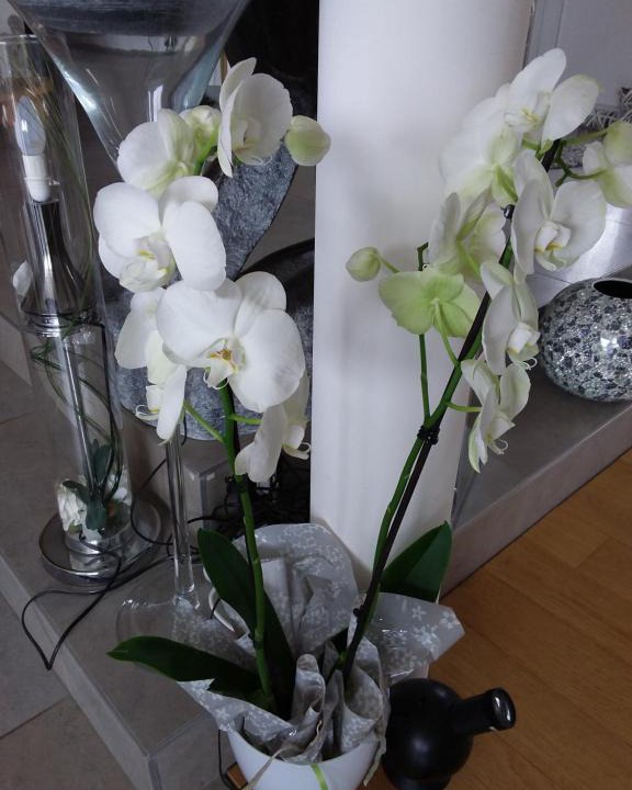 Lassay-les-Chateaux House | L'Orchidée