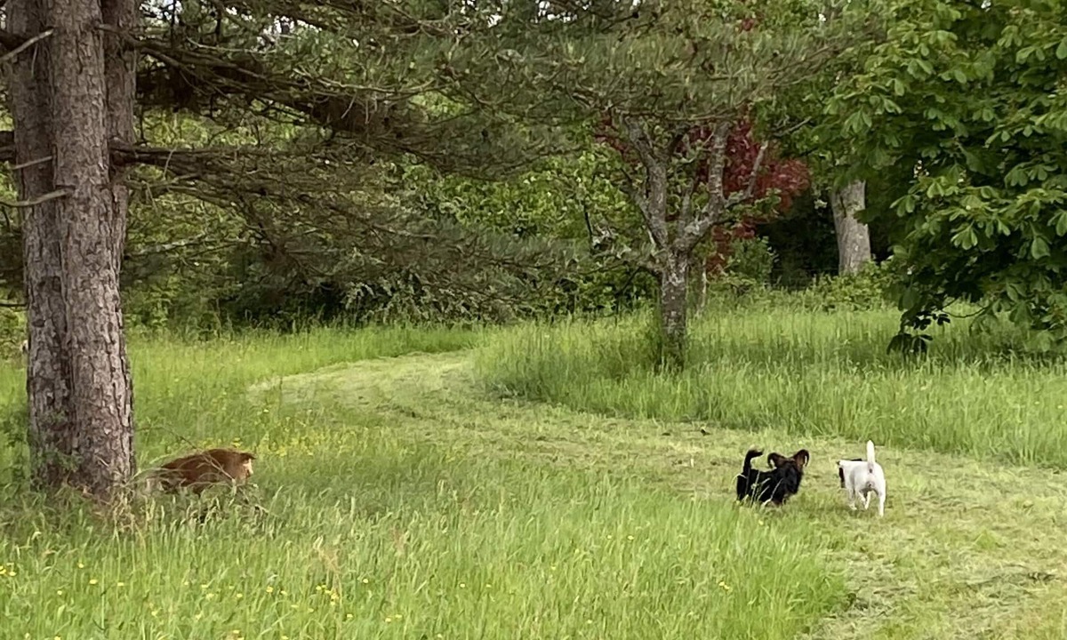Chailly-en-Gatinais Cottage | La Clémendière : un Paradis Caché