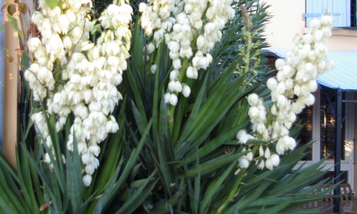 Cugnaux Bed & Breakfast | La Cognee