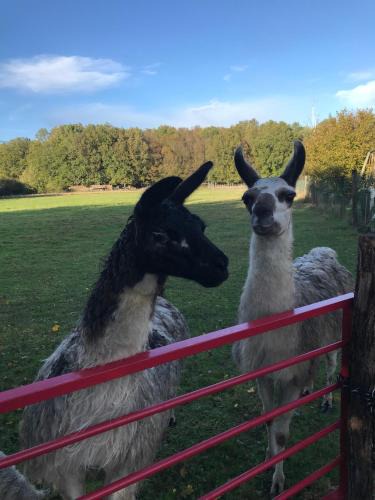 Savigny-Levescault House | La Fermette Aux Lamas