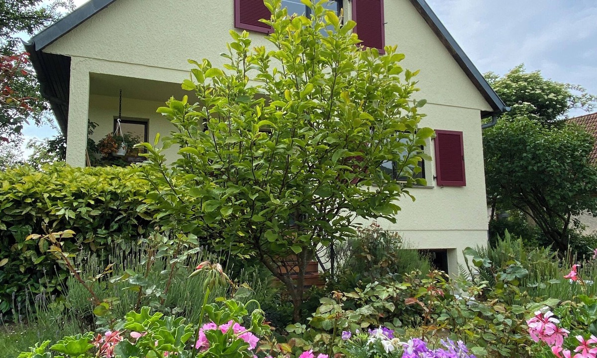 Drachenbronn House | La Maison Des Roses