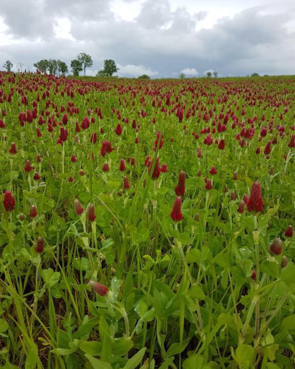 Chalus House | La THIBAUDIERE Glycine