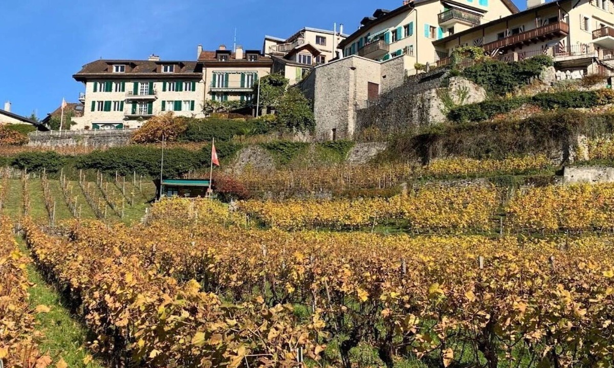 Montreux House | La Vigneronne, Tuin