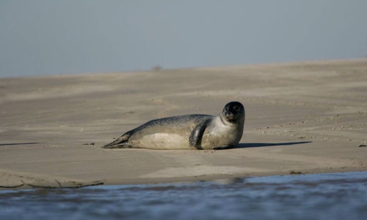 Le Crotoy House | La Villa des Castors