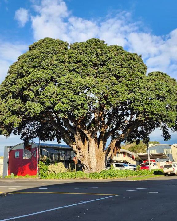 New Plymouth Hotel | Landmark Manor