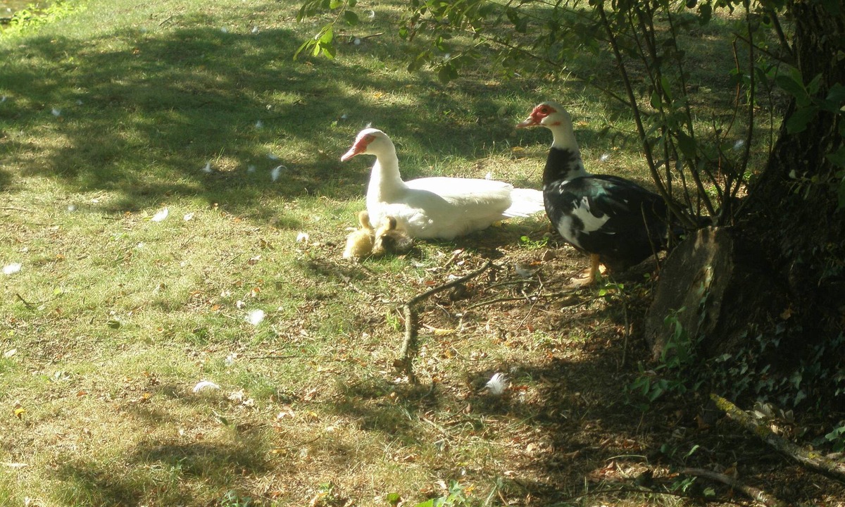 Bouin House | Large 18th century property