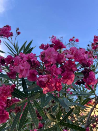 Boisseron Bed & Breakfast | Le Clos Jasmin