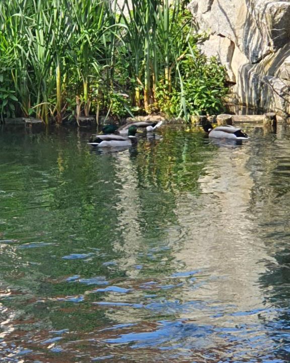 Ensisheim Apartment | Les berges du moulin