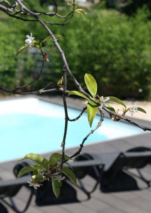 Saint-Siffret Bed & Breakfast | Les Centaurines