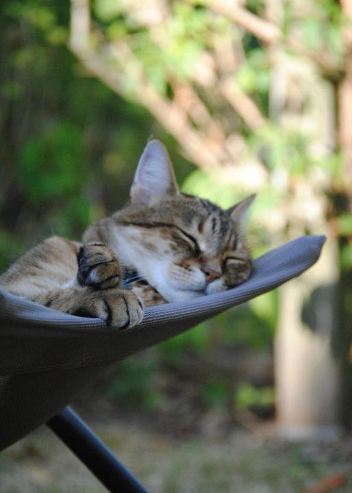 Montmorillon Bed & Breakfast | Les Chambres De La Loge