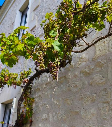 Cravant-les-Coteaux Bed & Breakfast | Les Chambres de Nelly