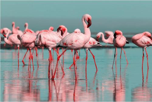 Chateaubriant House | Les Flamants roses