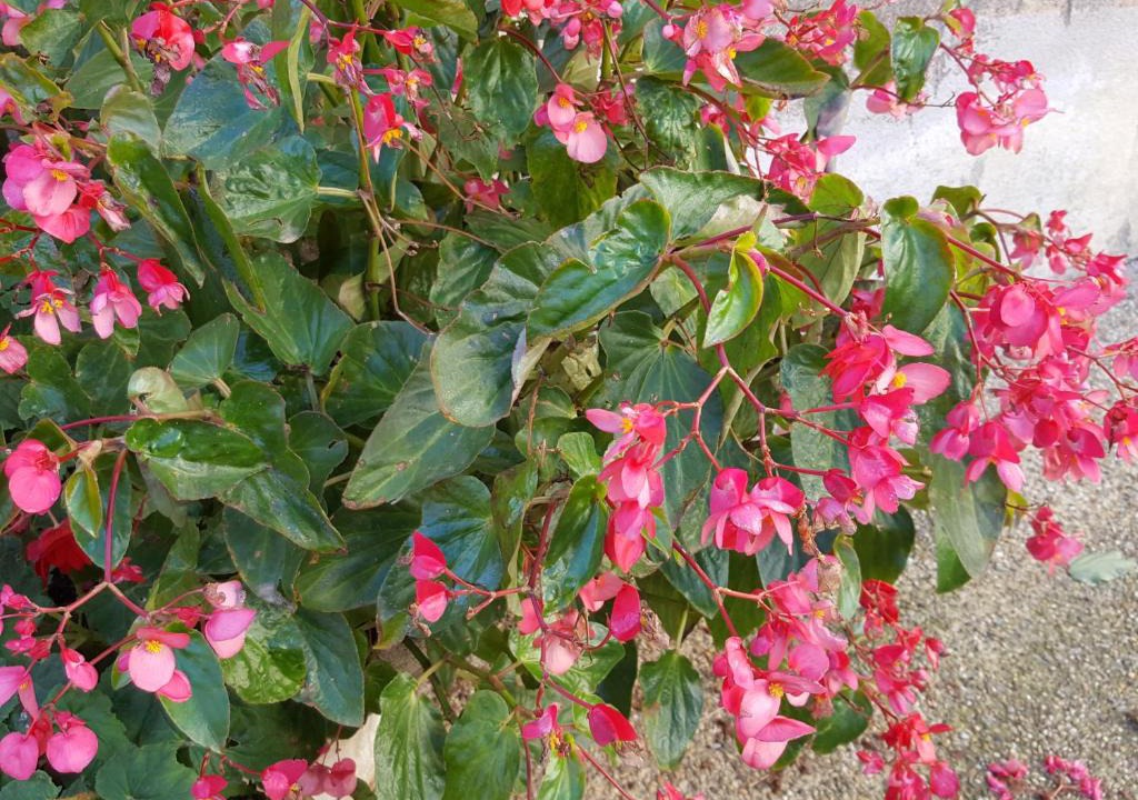 Montagnac-Montpezat House | Les lavandines