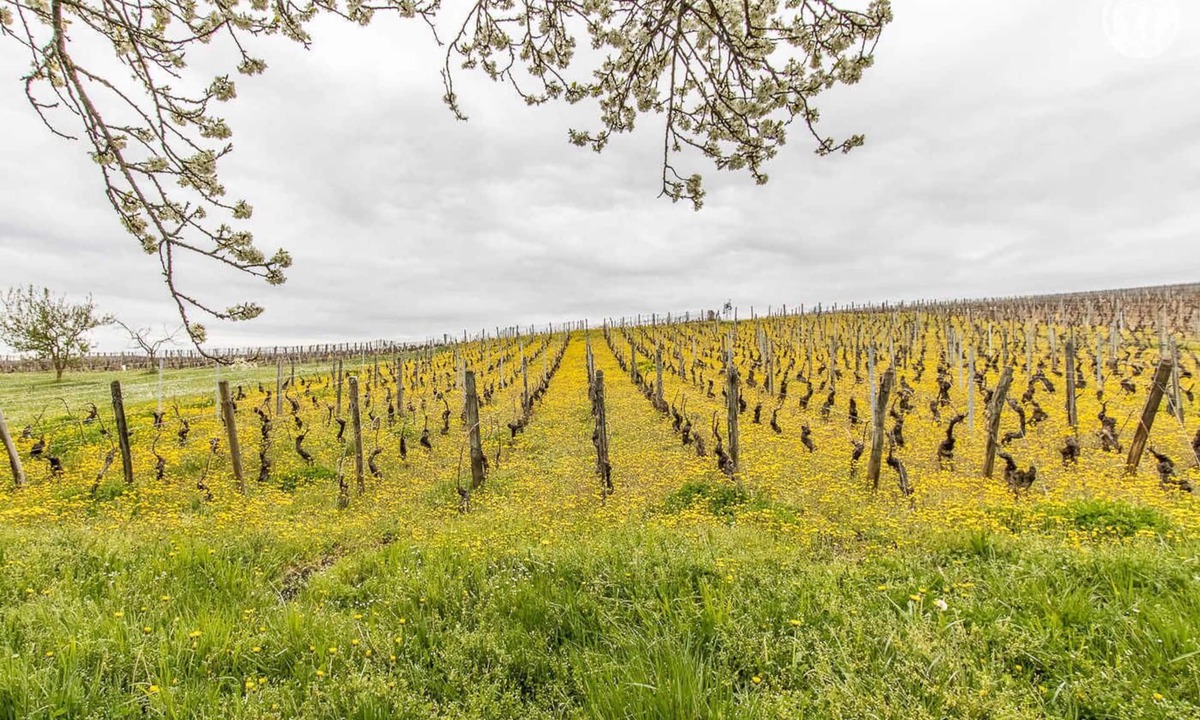 Solutre-Pouilly House | Les Piloselles - Solutre Pouilly