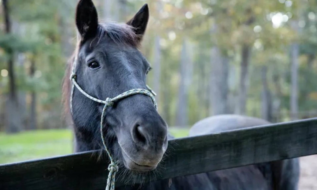 Canton House | Little Bit Farm - Create your own stay