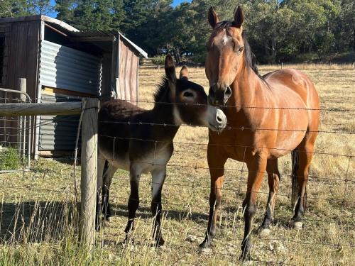 Norton Summit House | Little creek farm stay