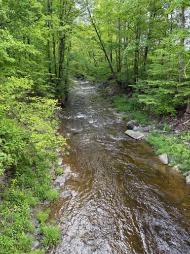 Willet Other | Live The Outdoors