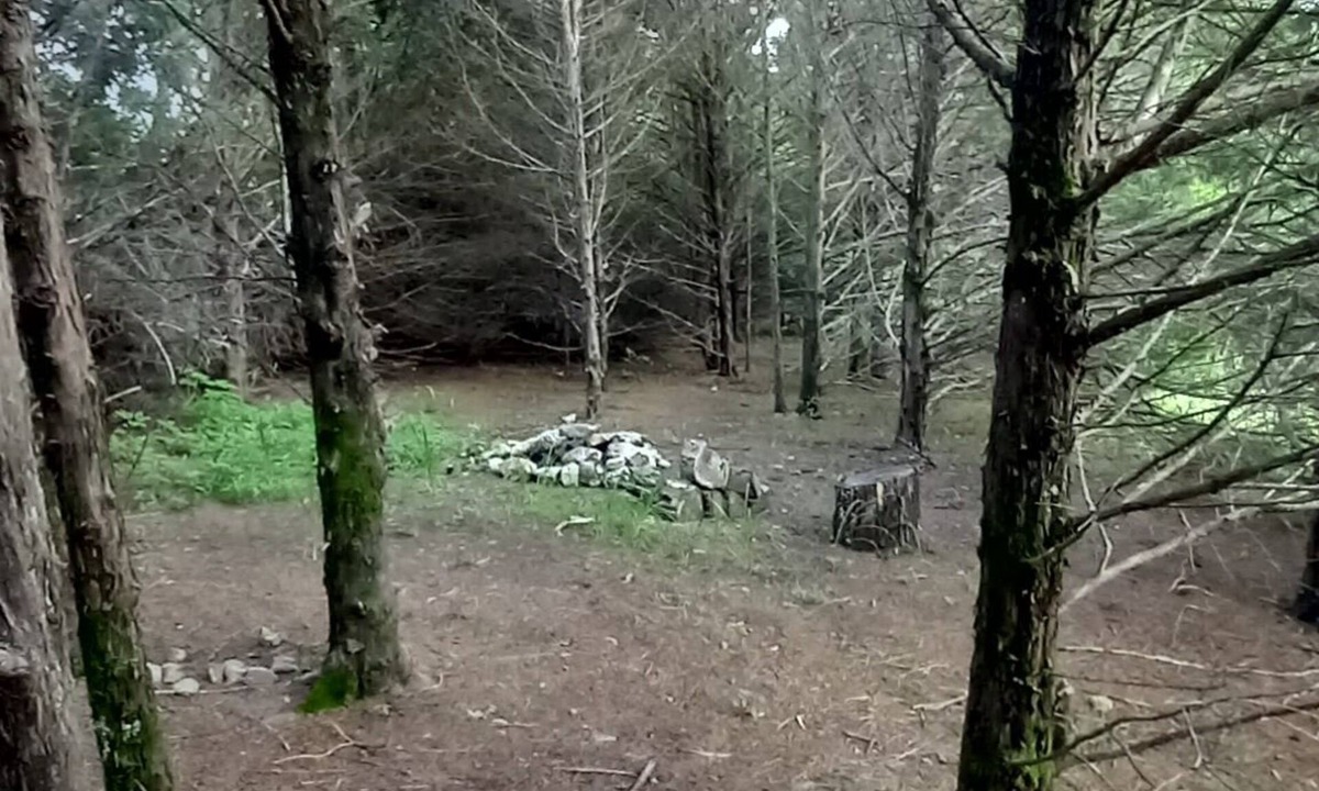 Elkland RV Rental | Lonely Pine @B Berry Farms