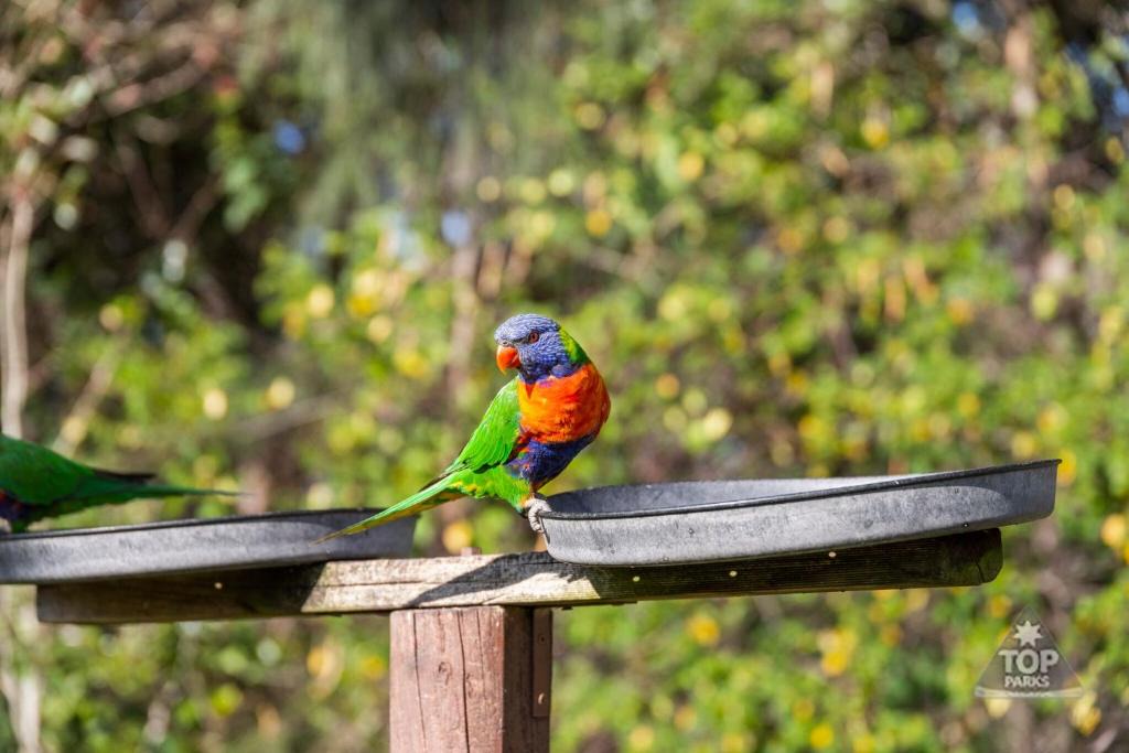Arrawarra Resort | Lorikeet Holiday Park