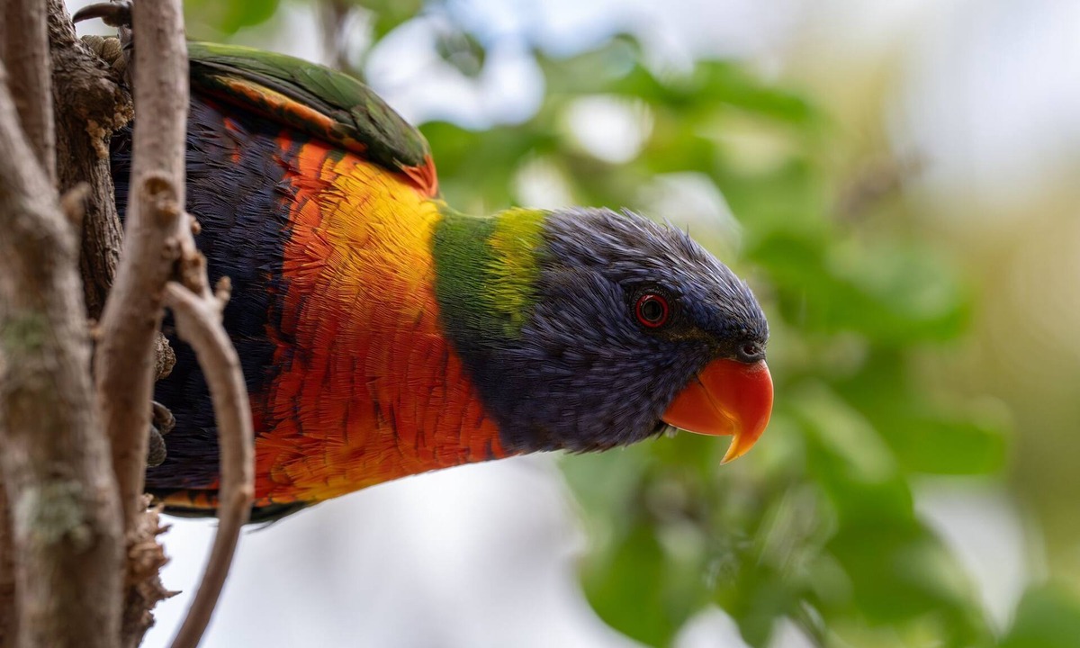 Southport House | Lorikeet house