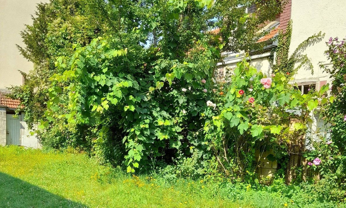 Romilly-sur-Seine Cottage | Lotus flowers 2
