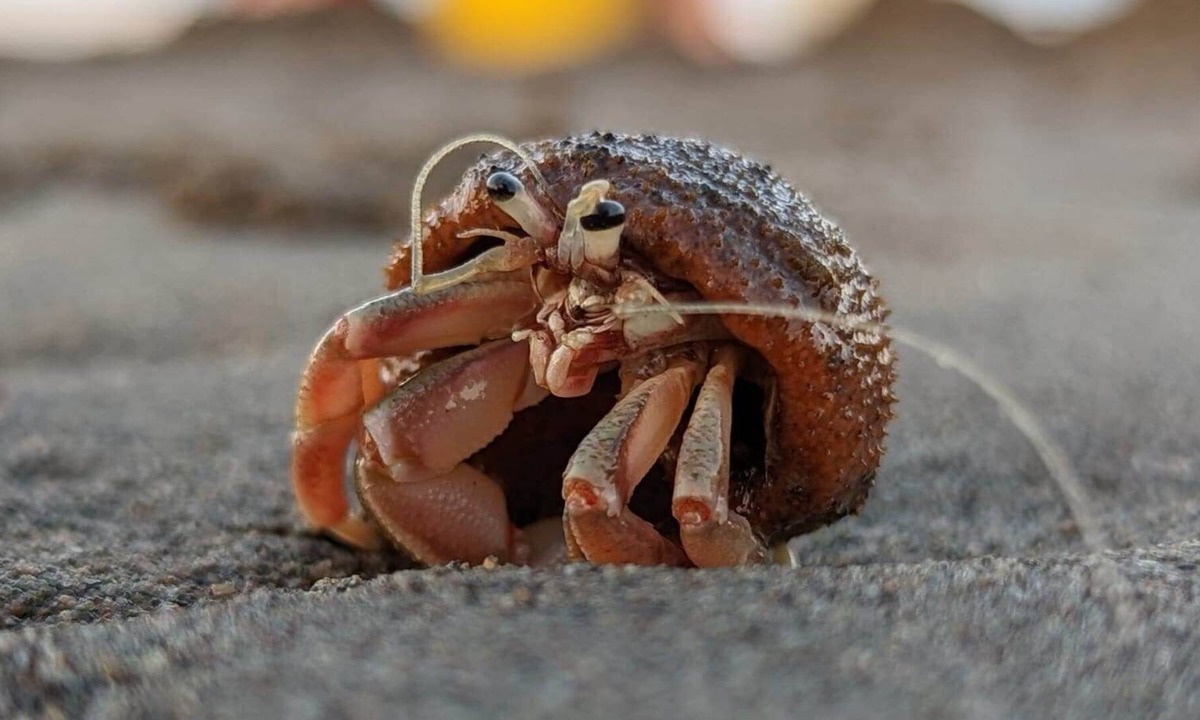 Grand Barachois Cottage | Lovely cottage with private beach access!