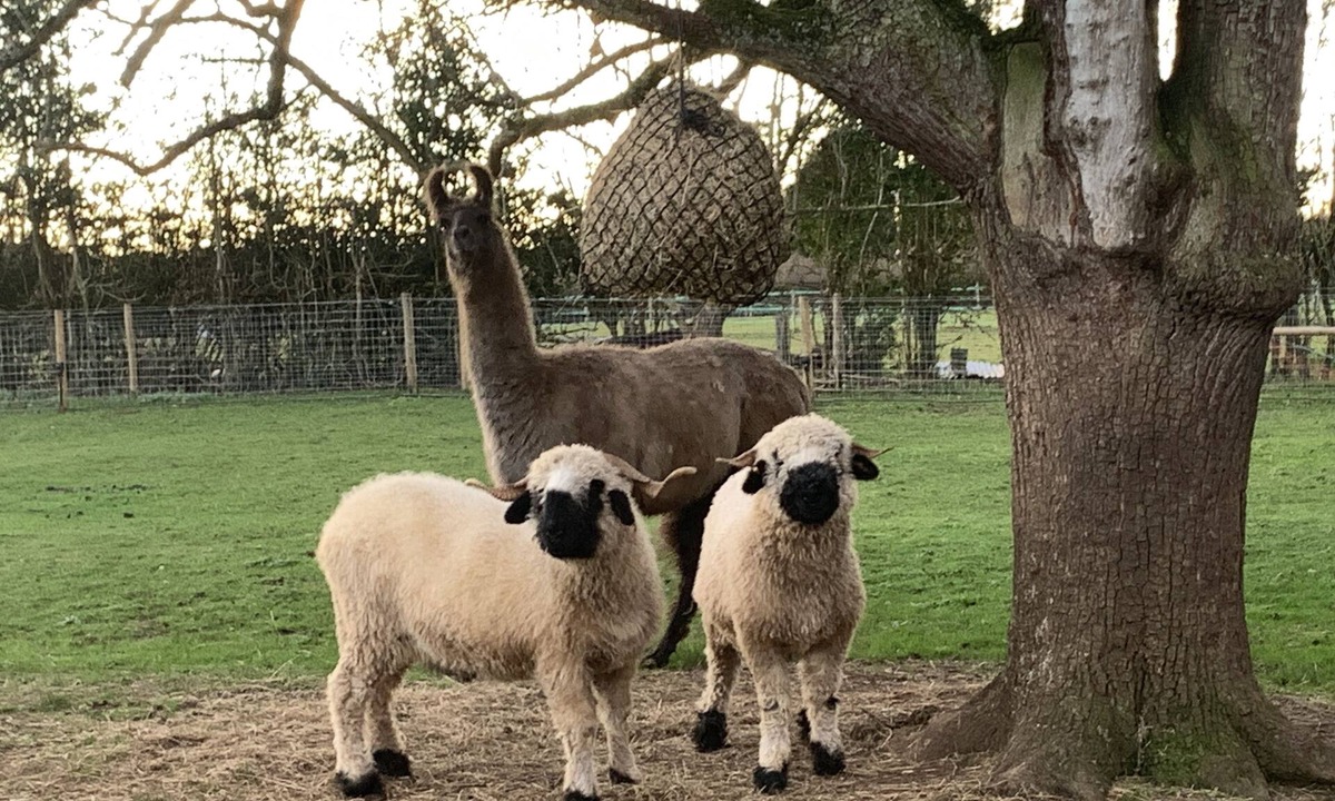 Coalpit Heath Ski Chalet | Luxury heated shepherd's hut in field location.