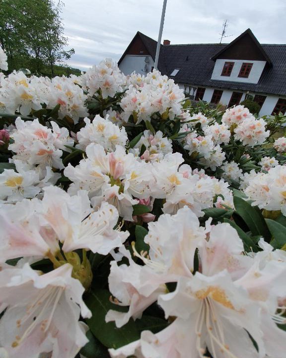 Faaborg Bed & Breakfast | Lysbjerg