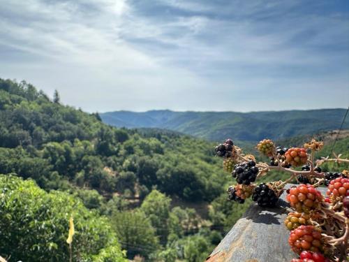 Saint-Vincent-d'Olargues House | Maison de la Mûre, Haut-Languedoc Park