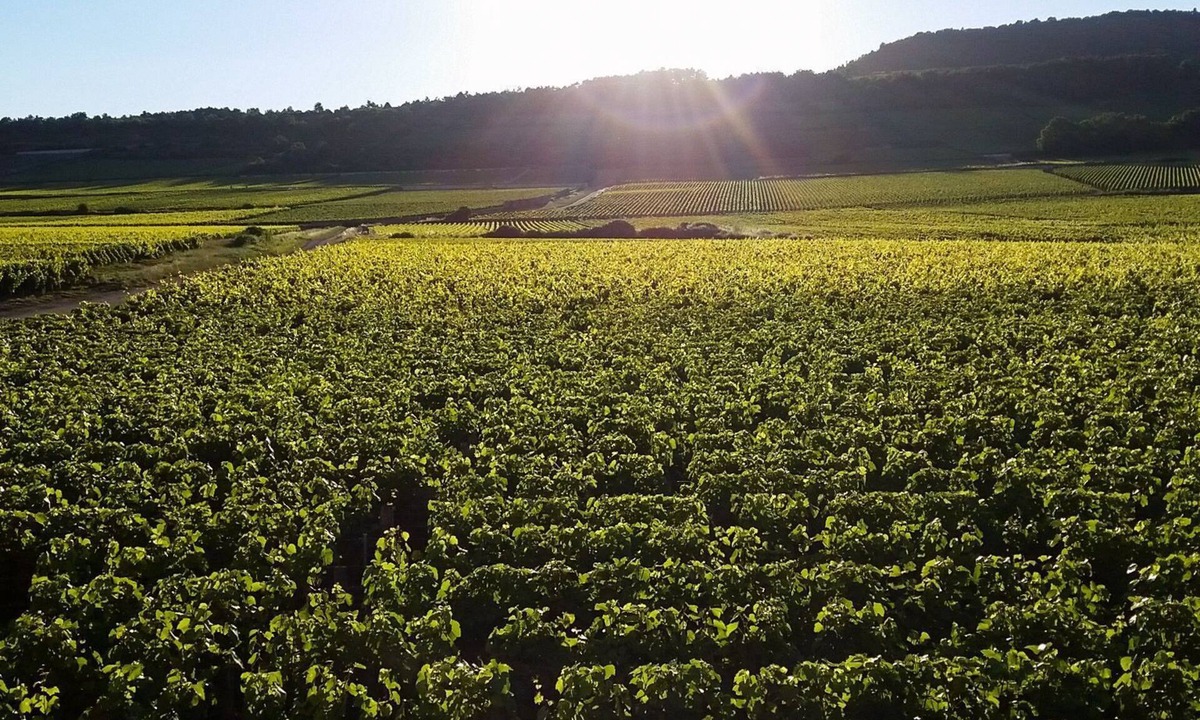 Puligny-Montrachet Villa | Maison des Grands Crus
