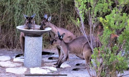 Pelican Lagoon House | Mallee Rise