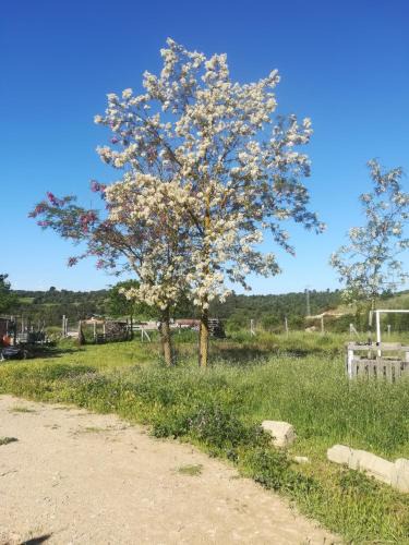 Calonge de Segarra Apartment | Moixons