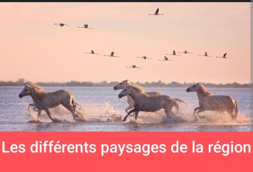 Millenaire Other | MONTPELLIER van aménagé SANS WC SANITAIRE ET CUISINE, JUSTE POUR DÉPANNER quelques nuits, PRÉVOIR UNE BATTERIE EXTERNE POUR LES TÉLÉPHONES MERCI DE BIEN LIRE LE DESCRIPTIF