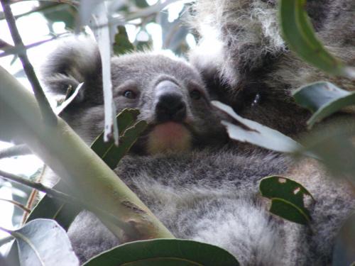 Rawson Resort | Mountain Rivers Tourist Park - Rawson