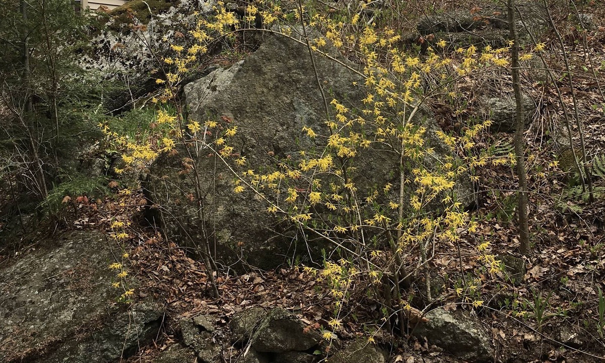 Hillsboro House | Mountain View Cottage