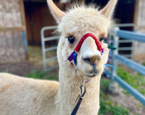 Canungra House | Mountview Alpaca Farmhouse