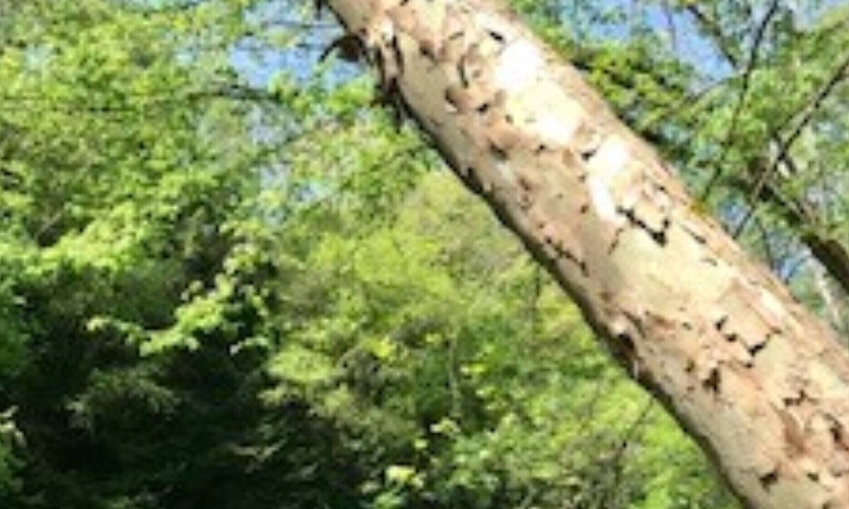 New Castle House | Neshannock Falls Camp