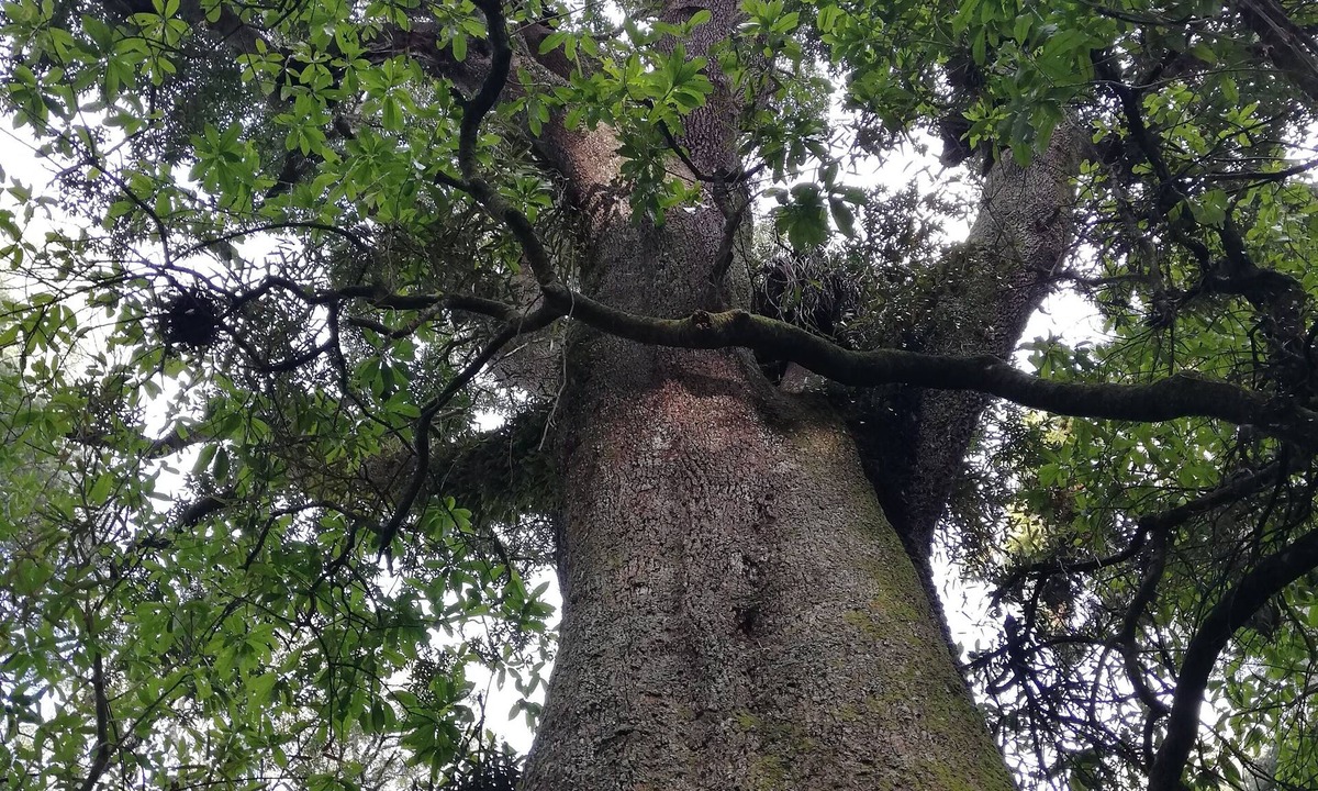 Rangiwahia Apartment | Ngarimu Retreat