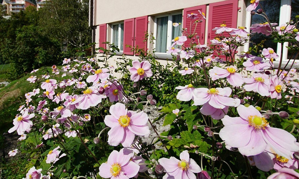 Amden Apartment | Nice apartment for 4 people with WIFI, TV, balcony and pets allowed
