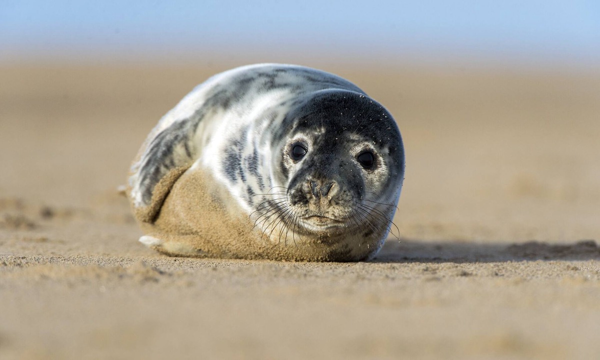 Chatham House | Oceanfront Luxury Home
