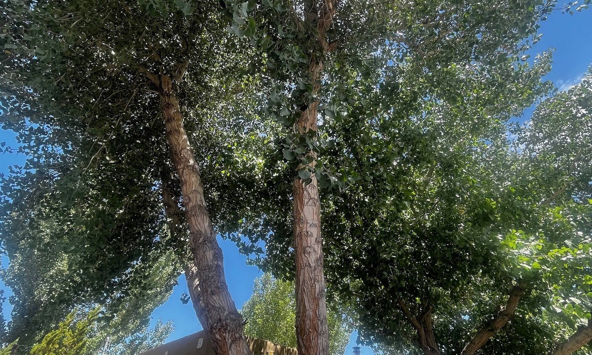 Barelas House | Old Adobe home, newly plastered & painted, near historic landmarks, great yard!