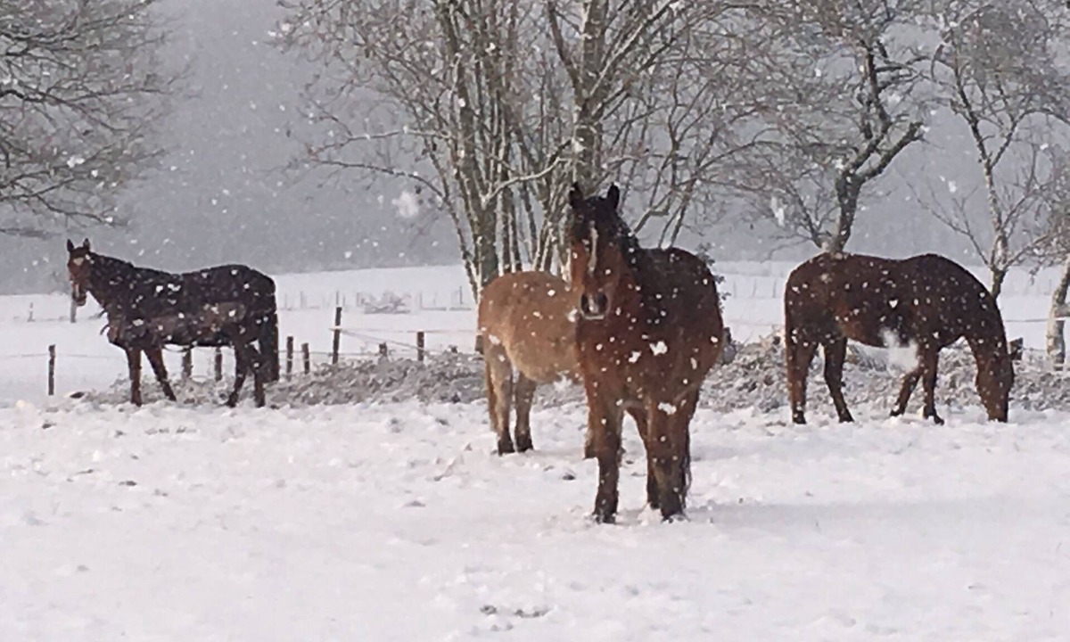Rilhac-Lastours House | old farmhouse surrounded by nature