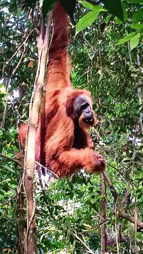 Bukit Lawang Cabin | On The Rocks Bungalows, Restaurant and Jungle Trekking Tours - From May to September only stay here if you are booking jungle treks with us - feel free to contact us about our Jungle Trekking services