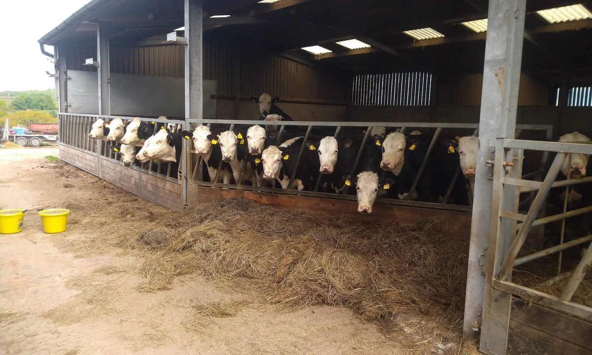 Forsbrook House | Open Plan Studio by Alton Towers