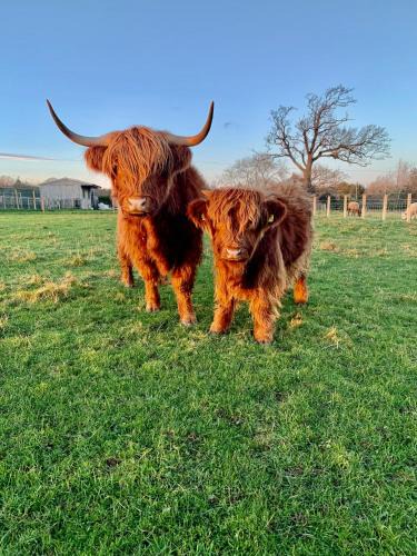 Haddington Cabin | Orchard House Lodges by Ecohuman
