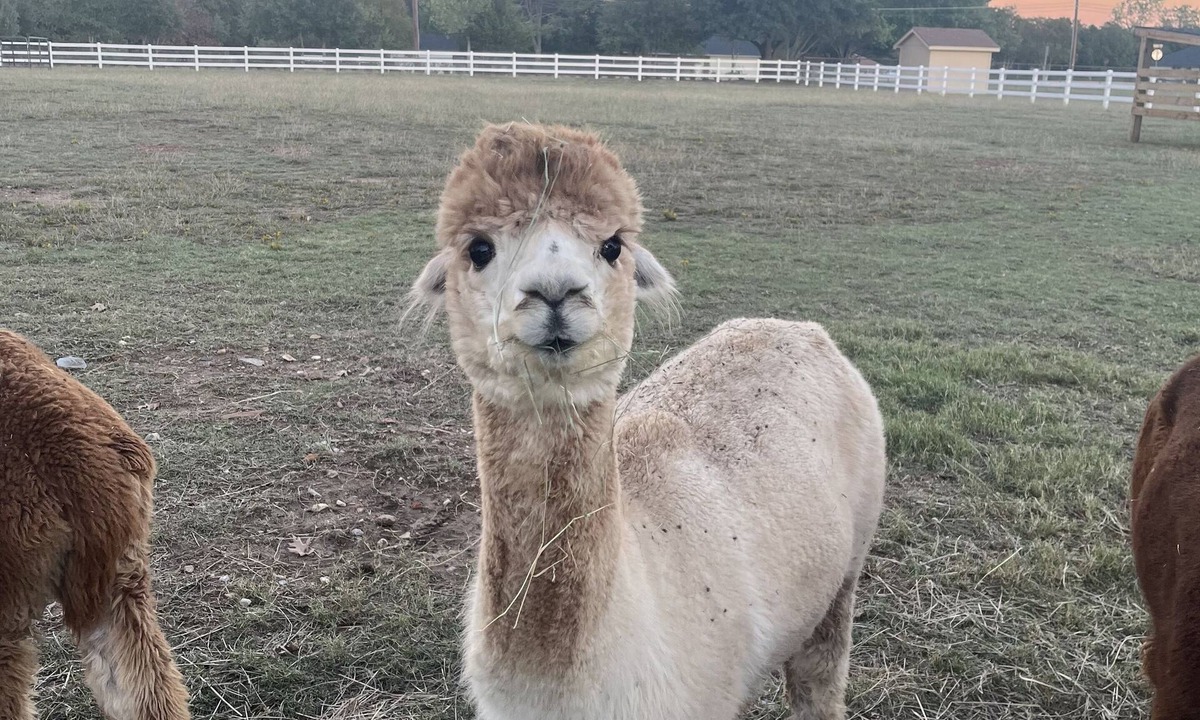 Flower Mound Other | “Paca” Bag and Experience a Piece of Country Near the City