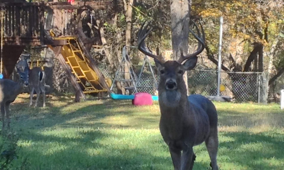 Vance Jackson House | PARKLIKE YARD w/DEER ON 1ACRE 3000SQFT, SUNROOM, INDOOR HOT TUB, WiFi & INTERNET