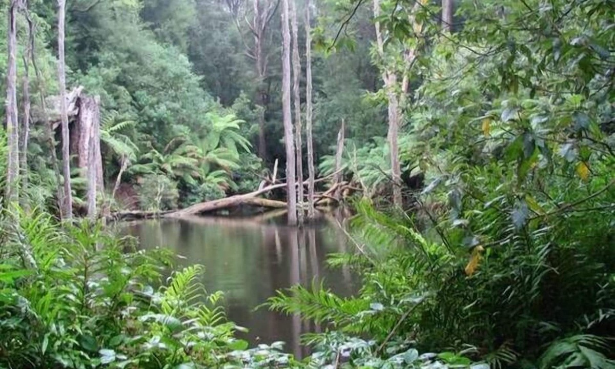 Lavers Hill Cottage | parkwood cottage Otways